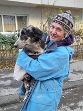 LADY, Hund, Mischlingshund in Rumänien - Bild 23