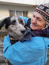 LADY, Hund, Mischlingshund in Rumänien - Bild 24