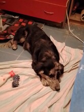 LADY, Hund, Mischlingshund in Rumänien - Bild 26