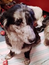 LADY, Hund, Mischlingshund in Rumänien - Bild 27