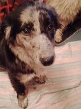 LADY, Hund, Mischlingshund in Rumänien - Bild 28