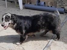 LADY, Hund, Mischlingshund in Rumänien - Bild 3