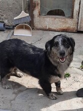 LADY, Hund, Mischlingshund in Rumänien - Bild 4