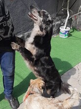 LADY, Hund, Mischlingshund in Rumänien - Bild 5