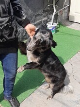 LADY, Hund, Mischlingshund in Rumänien - Bild 6