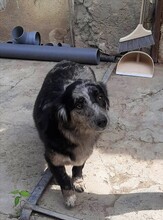 LADY, Hund, Mischlingshund in Rumänien - Bild 7