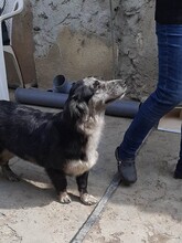 LADY, Hund, Mischlingshund in Rumänien - Bild 8