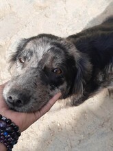 LADY, Hund, Mischlingshund in Rumänien - Bild 9