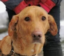 HOLLY, Hund, Viszla-Mischling in Slowakische Republik