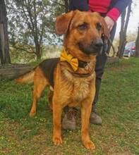 DUKE, Hund, Mischlingshund in Slowakische Republik - Bild 11