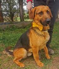 DUKE, Hund, Mischlingshund in Slowakische Republik - Bild 12