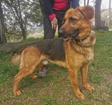 DUKE, Hund, Mischlingshund in Slowakische Republik - Bild 13