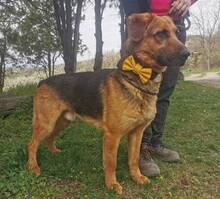 DUKE, Hund, Mischlingshund in Slowakische Republik - Bild 14