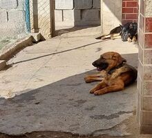 DUKE, Hund, Mischlingshund in Slowakische Republik - Bild 15