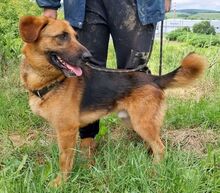 DUKE, Hund, Mischlingshund in Slowakische Republik - Bild 2