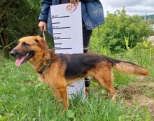 DUKE, Hund, Mischlingshund in Slowakische Republik - Bild 3