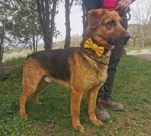 DUKE, Hund, Mischlingshund in Slowakische Republik - Bild 8