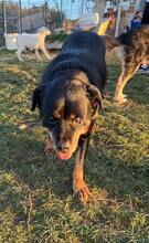 SALLY, Hund, Rottweiler-Mix in Griechenland - Bild 2