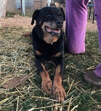 SALLY, Hund, Rottweiler-Mix in Griechenland - Bild 3