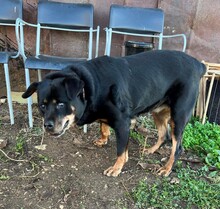 SALLY, Hund, Rottweiler-Mix in Griechenland - Bild 4