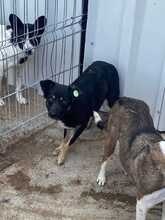 AMAJA, Hund, Mischlingshund in Rumänien - Bild 2
