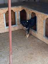 AMAJA, Hund, Mischlingshund in Rumänien - Bild 3