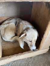 CAMILLA, Hund, Mischlingshund in Rumänien - Bild 1