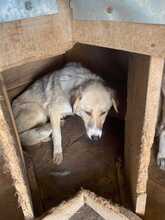 CAMILLA, Hund, Mischlingshund in Rumänien - Bild 2