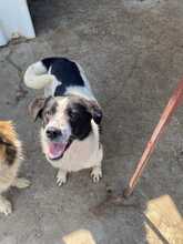 BECKS, Hund, Mischlingshund in Rumänien - Bild 1
