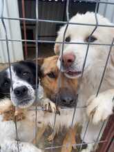 BECKS, Hund, Mischlingshund in Rumänien - Bild 2