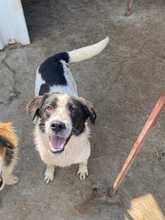 BECKS, Hund, Mischlingshund in Rumänien - Bild 5
