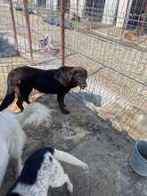 LUSA, Hund, Mischlingshund in Rumänien - Bild 1
