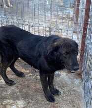LUSA, Hund, Mischlingshund in Rumänien - Bild 5