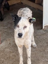 TARO, Hund, Mischlingshund in Rumänien - Bild 1