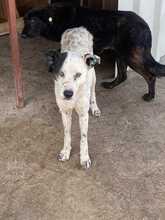 TARO, Hund, Mischlingshund in Rumänien - Bild 2