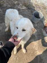 SILVA, Hund, Mischlingshund in Rumänien - Bild 3