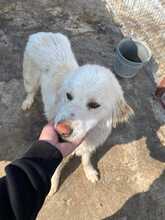 SILVA, Hund, Mischlingshund in Rumänien - Bild 4