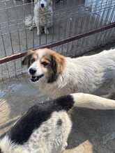 LUNA, Hund, Mischlingshund in Rumänien - Bild 1