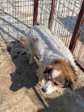 LUNA, Hund, Mischlingshund in Rumänien - Bild 2