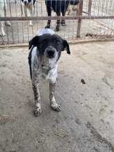 LILLY, Hund, Mischlingshund in Rumänien - Bild 1