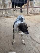 LILLY, Hund, Mischlingshund in Rumänien - Bild 3