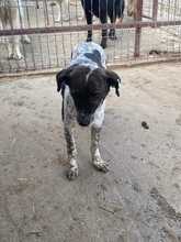 LILLY, Hund, Mischlingshund in Rumänien - Bild 4