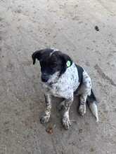 LILLY, Hund, Mischlingshund in Rumänien - Bild 5