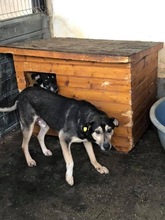 HENRY, Hund, Mischlingshund in Rumänien