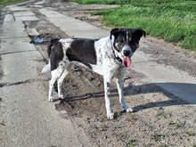 TIGER, Hund, Mischlingshund in Oschersleben - Bild 15