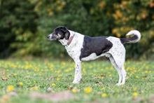 TIGER, Hund, Mischlingshund in Oschersleben - Bild 4