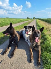 TIGER, Hund, Mischlingshund in Oschersleben - Bild 7