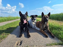 TIGER, Hund, Mischlingshund in Oschersleben - Bild 9