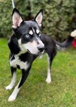 ELIAS, Hund, Mischlingshund in Nordmazedonien - Bild 2