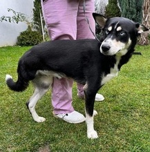 ELIAS, Hund, Mischlingshund in Nordmazedonien - Bild 3